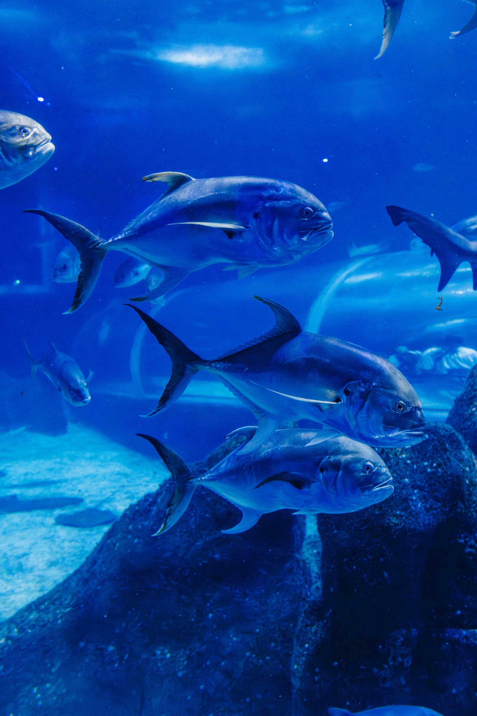 Quality checked seafood